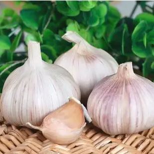 Large Bulb Purple Garlic