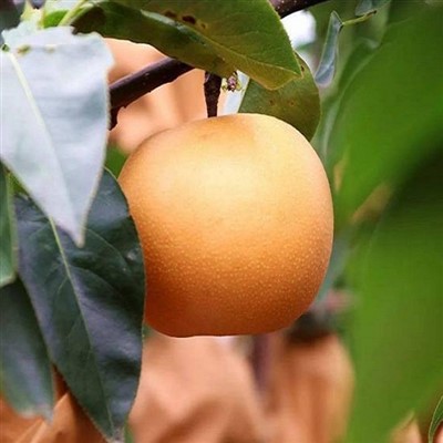 Qiuyue Pear for Laiyang